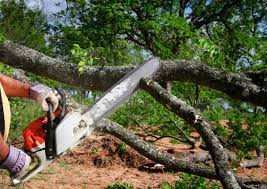 Best Storm Damage Tree Cleanup  in Orion, IL